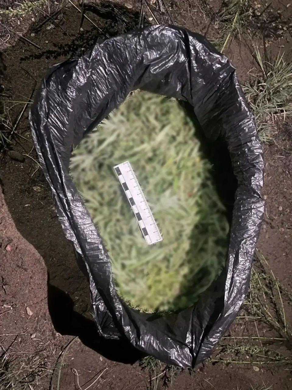 Наркополицейские изъяли более 235 граммов марихуаны у жителя Кызыла