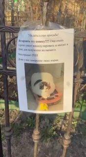Хитрая кошка-манипулятор завелась в московских Хамовниках