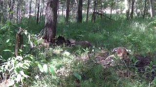 Барсучиха с выводком попала в объектив в нацпарке «Шушенский бор». Семейство...