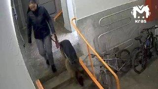Овчарка, нападавшая на людей в Академгородке, снова гуляет по улицам. Зимой...
