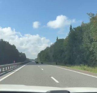 Трасса Ачинск - Красноярск Видео: ОД 