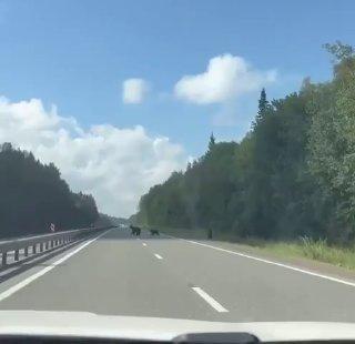 Косолапые нарушители ПДД замечены в окрестностях Белого Яра в Ачинском...