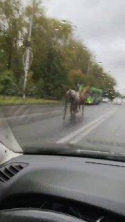 Снова новости из мира животных Эта пара лошадей гарцует прямо по проспекту....