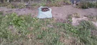 В парке «Каменка» обнаружены погибшие утки В Новосибирске жители заметили...
