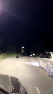 Трое медвежат заметили на улице в Краснотурьинске