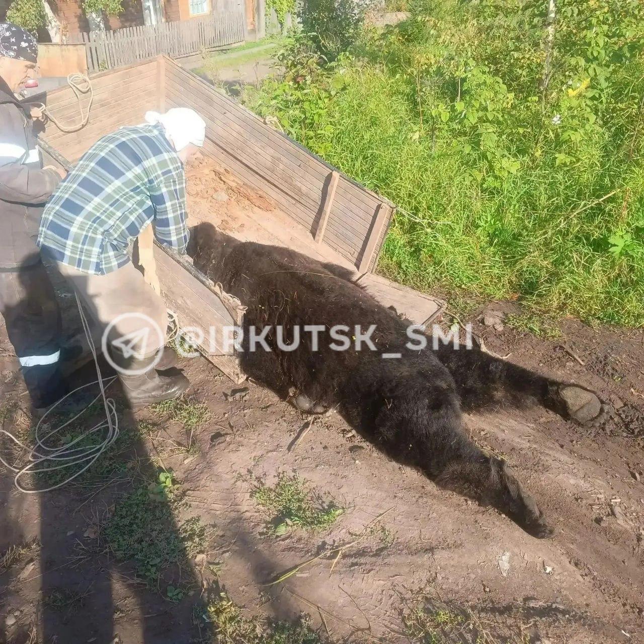 Медведь ворвался в дом к пенсионерке в Киренском районе Настоящий ужас...