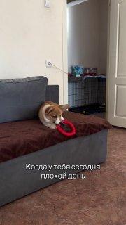 Если покажется, что у тебя плохой день — вспомни этого корги. Мы не Х не...