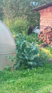 Пять опасных медведей ликвидировали в Мотыгинском округе В Мотыгинском округе...