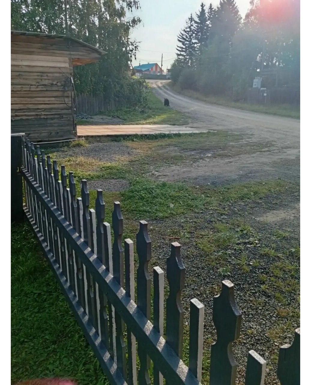 Пять опасных медведей ликвидировали в Мотыгинском округе В Мотыгинском округе...