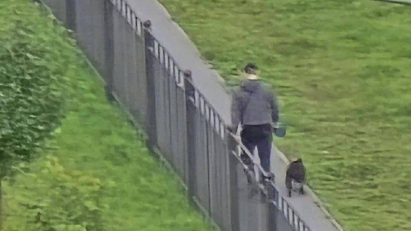 В Невском районе американский булли укусил маленькую девочку за голову.