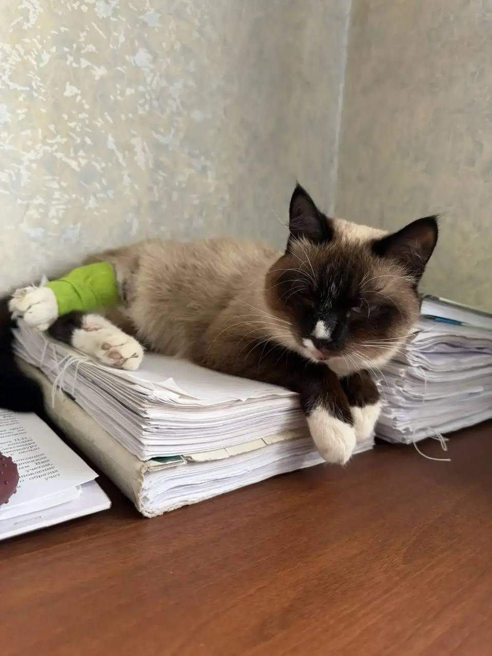 Красноярские полицейские спасли кошку со сломанной лапкой. Во время выезда в...