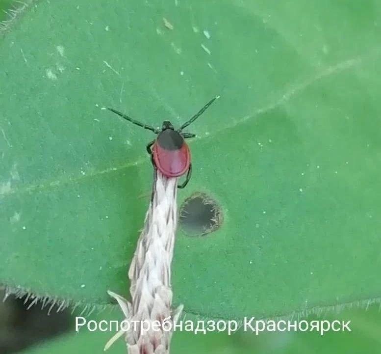 Клещи продолжают нападать на красноярцев За минувшую неделю пострадали 73...
