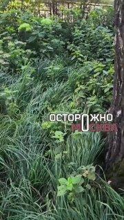 В Мытищах пенсионерку и её дочь доставили в полицию после конфликта из-за спила берёзы — женщина утверждает, что мать тащили за ногу по коридору.