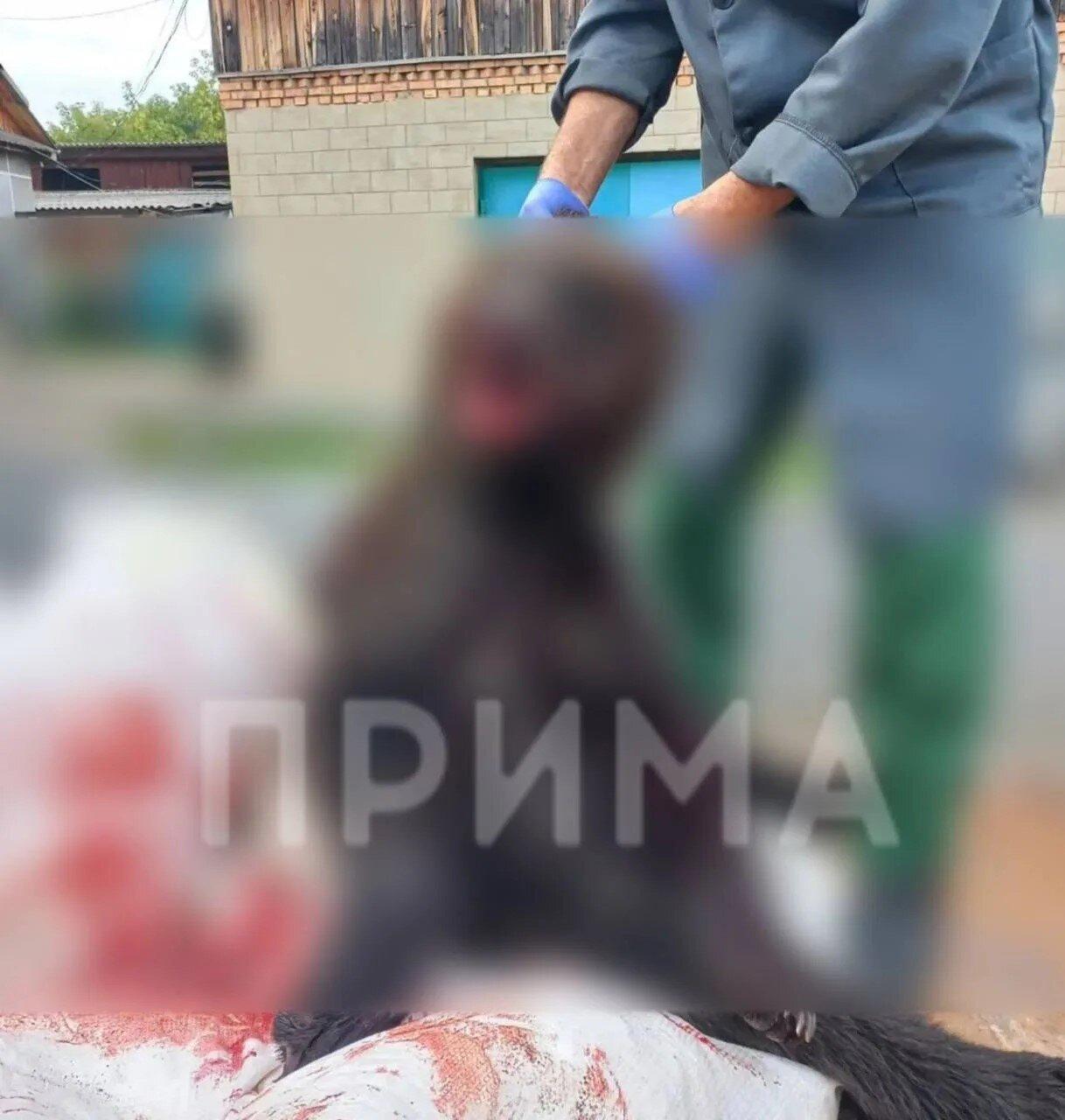 Медвежонка застрелили возле заправки в Большом Улуе Накануне днем возле АЗС...
