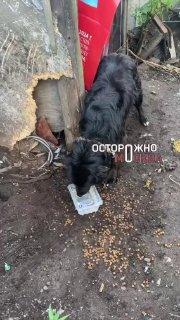 Десятки истощённых кошек и собак оказались брошены без еды и воды на участке в подмосковской Балашихе.