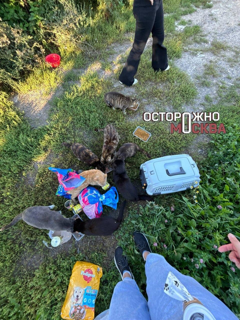 Десятки истощённых кошек и собак оказались брошены без еды и воды на участке в подмосковской Балашихе.