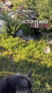Десятки истощённых кошек и собак оказались брошены без еды и воды на участке в подмосковской Балашихе.