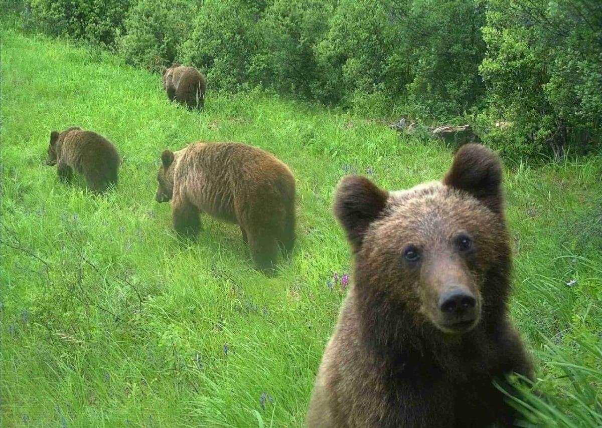 Численность медведей в Красноярском крае превысила норму более чем в три раза
