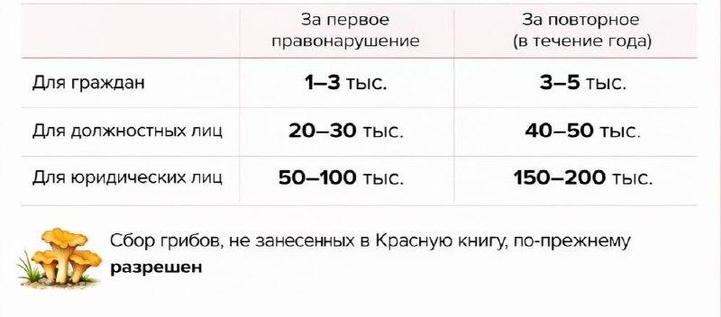 Штрафы за сбор и продажу краснокнижных грибов ввели в Подмосковье.