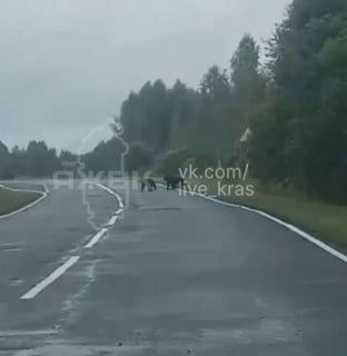 В Боготольском округе медведи всё чаще подходят к деревне. Жители Георгиевки...