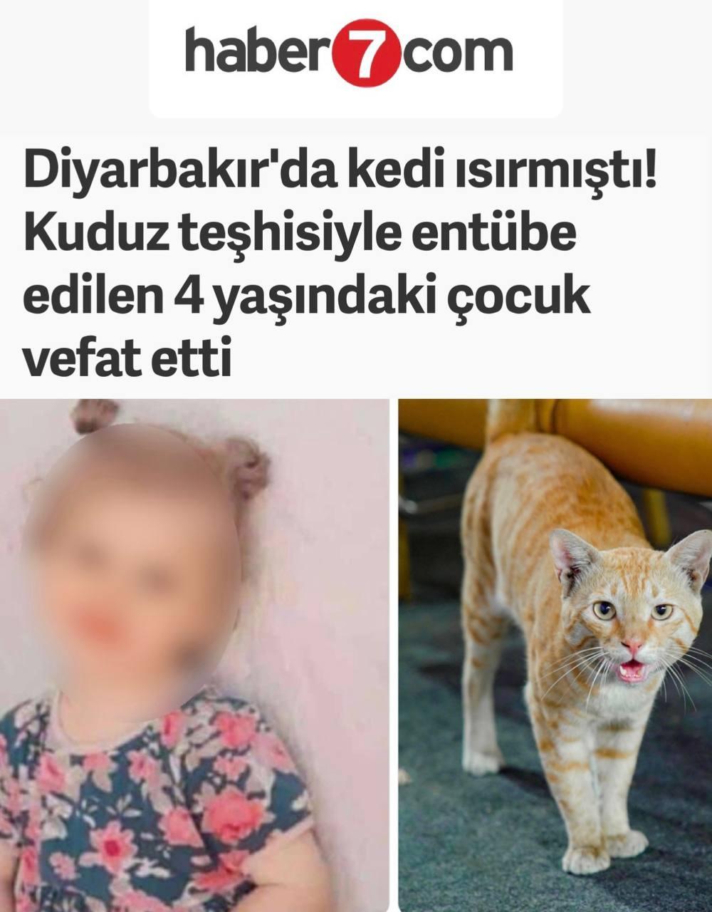 Гладить уличных котов опасно: в Турции после укуса кошки 4-летняя девочка умерла от бешенства