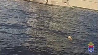 Невеста прыгнула с теплохода в Питере, пытаясь спасти тонущего гостя свадьбы....