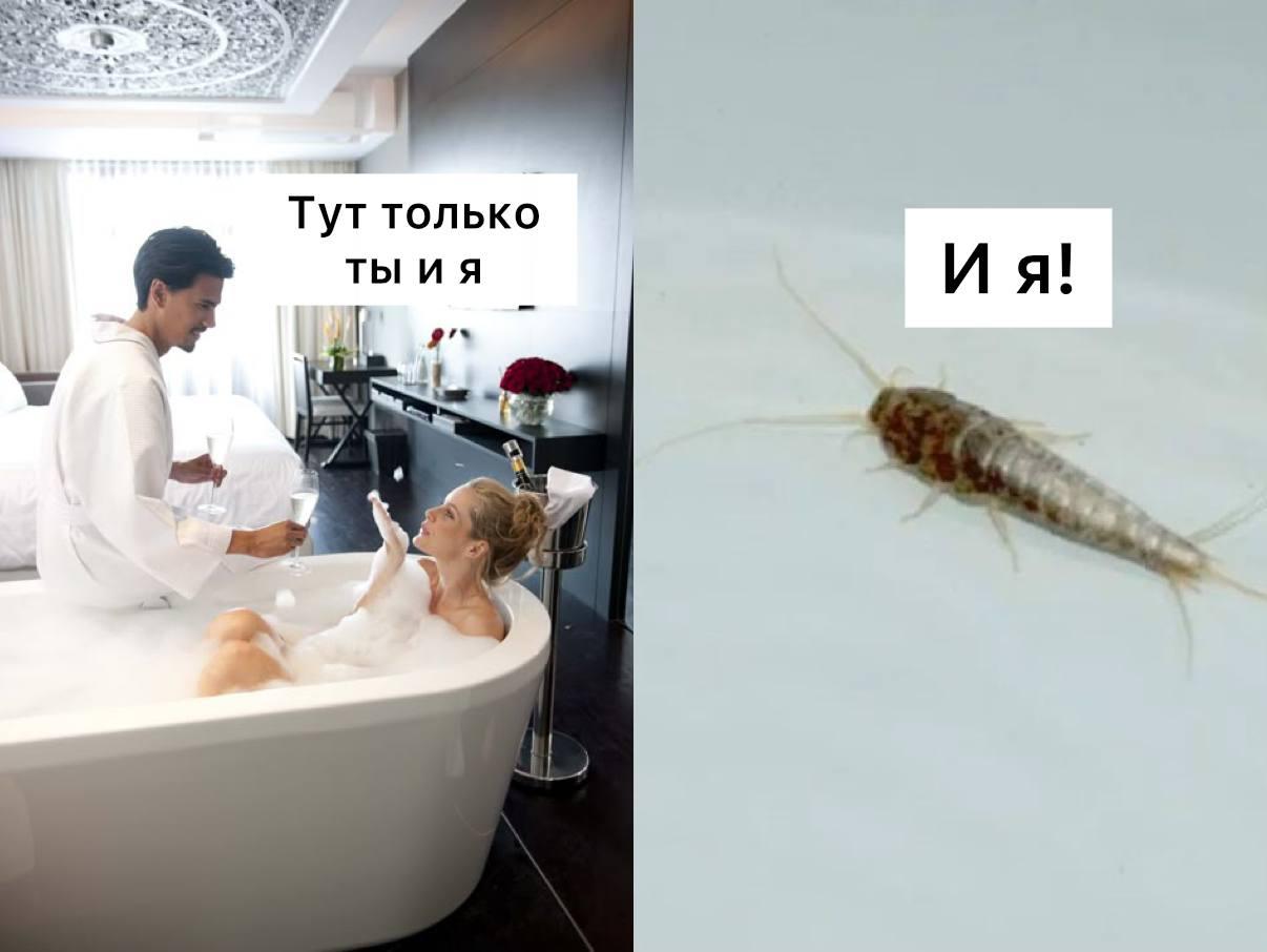 В квартирах в Москве началось нашествие мокриц, — дезинфекторы Сообщается,...