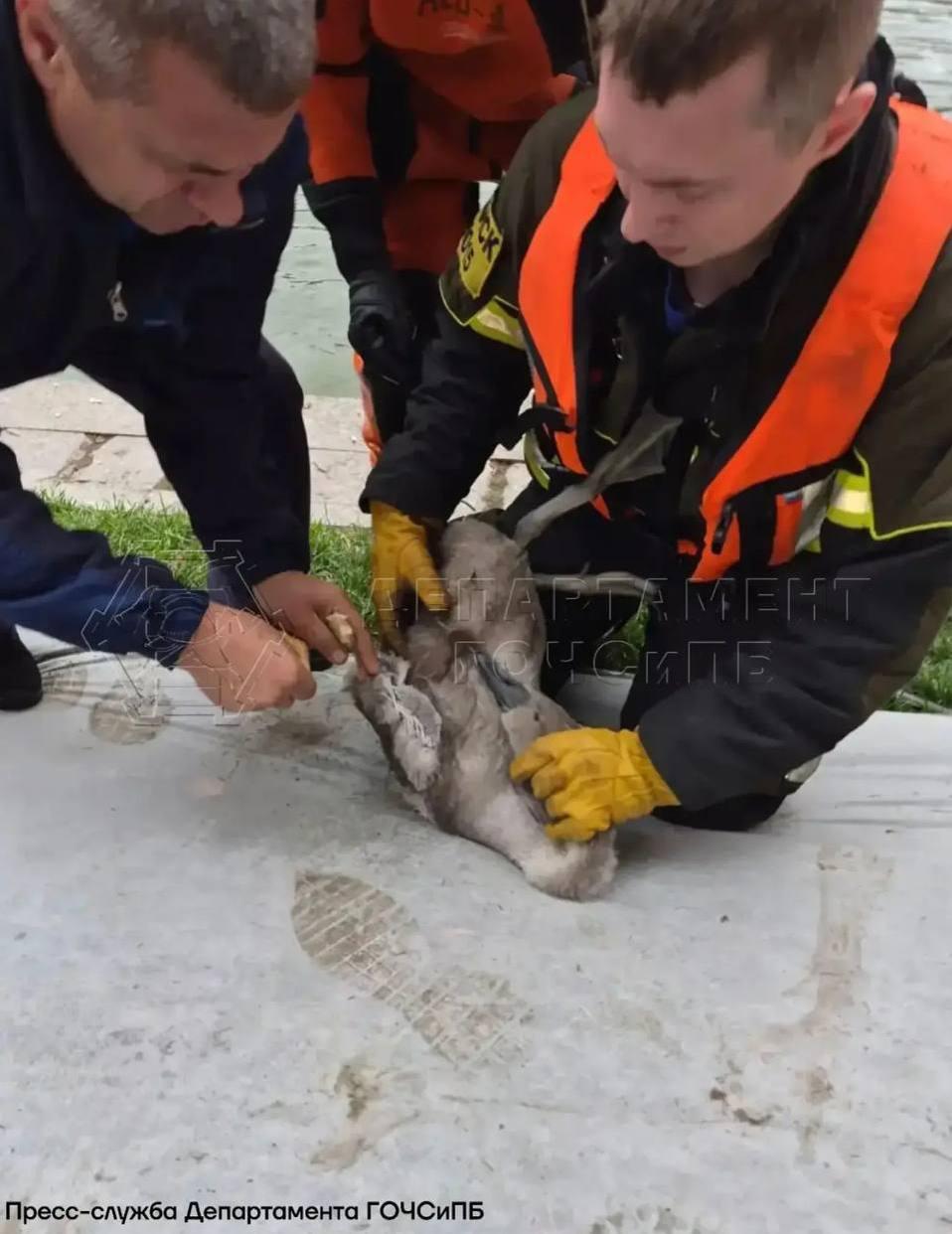 Помощь потребовалась лебеденку с Патриарших прудов Малыш запутался в лесках и...