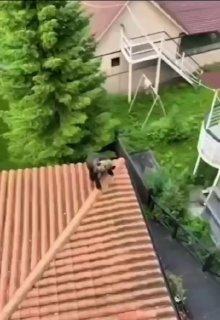 Медведь залез на крышу дома на окраине Красноярска. Регион продолжает страдать от нашествия этих хищников.