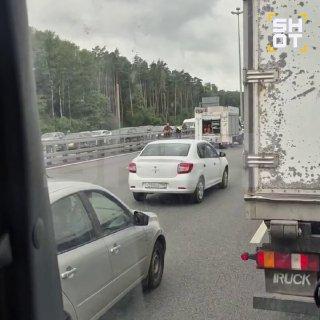 Раненый лось со сломанной ногой застрял в отбойнике посреди Киевского шоссе в Москве