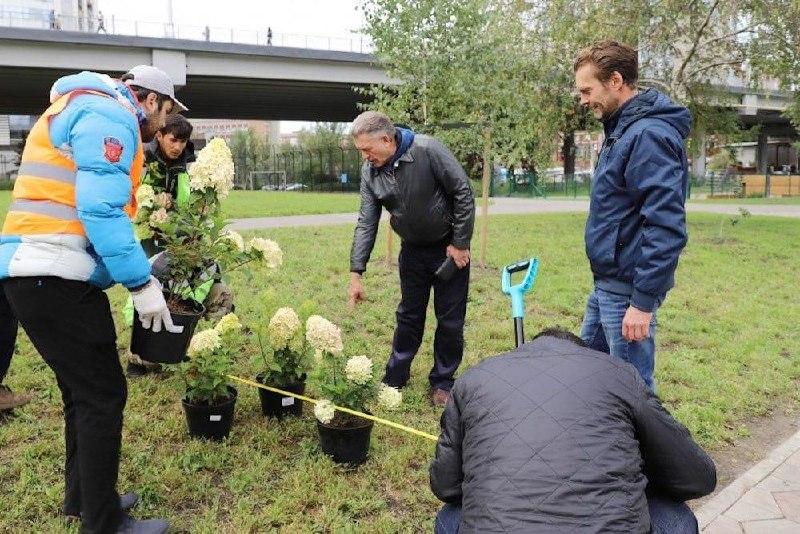 «Бугаков-парк» украсили цветущими гортензиями. Высадку возглавил председатель...
