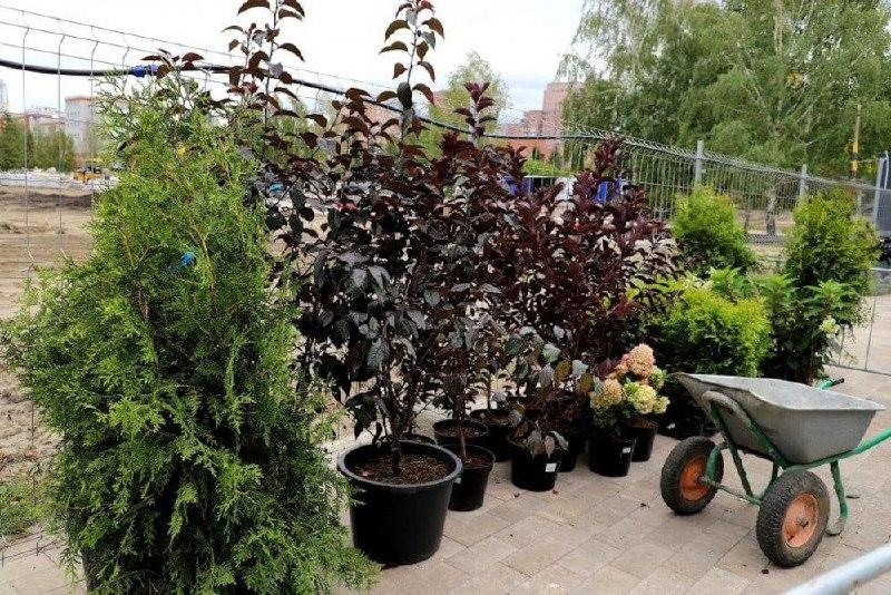 «Бугаков-парк» украсили цветущими гортензиями. Высадку возглавил председатель...