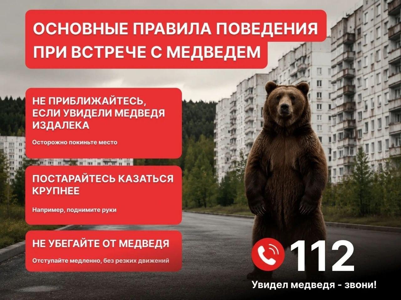 Режим угрозы ЧС ввели в Красноярске из-за медведей По словам мэра, это...