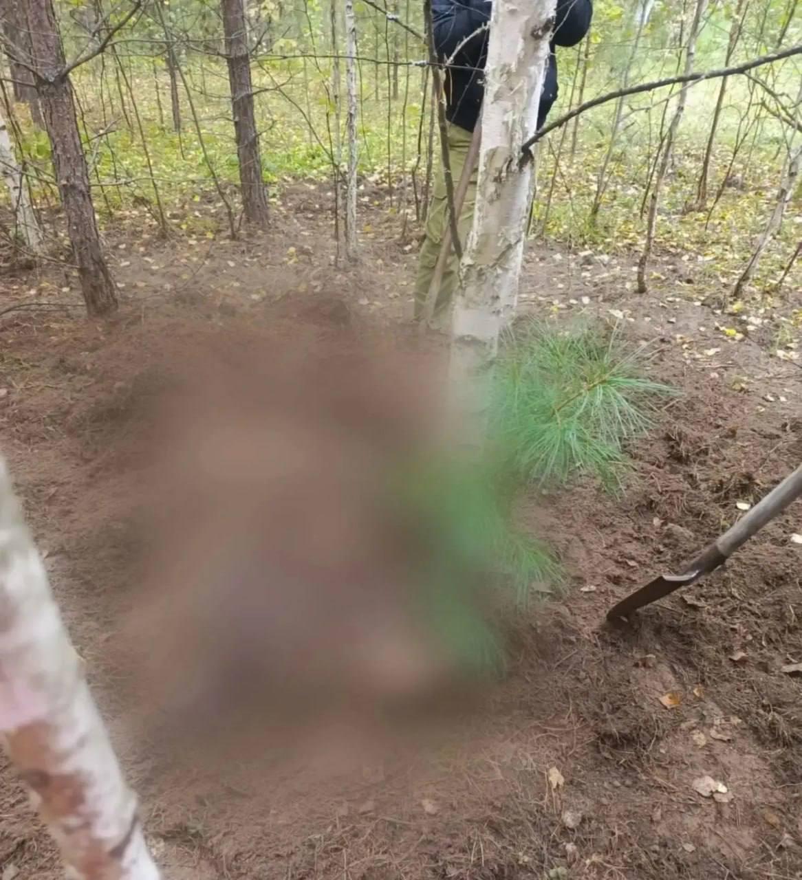В Енисейском МО искали грибников, а нашли загрызенные дикими животными...