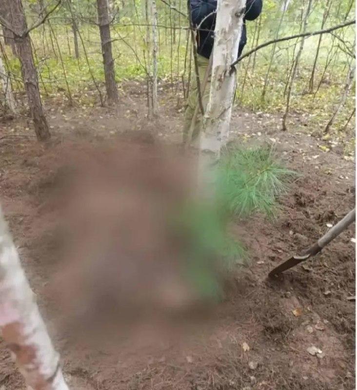 Медведь растерзал двух женщин, ушедших за грибами в Красноярском крае.
