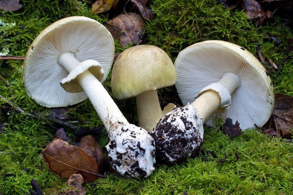 Бледными поганками отравилась семья с ребёнком из Татарстана — мама и дочка в реанимации.