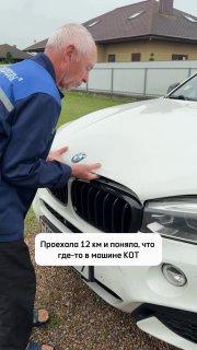 В BMW теперь плюс одна кошачья сила. Источник: 🤔 авто