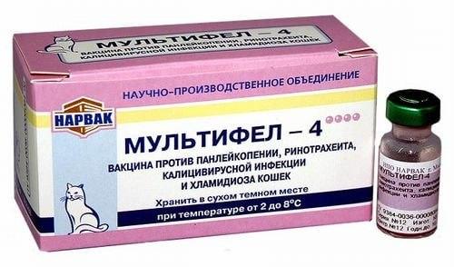 Кошатники массово жалуются на российскую вакцину «Мультифел» — после прививок...