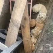 Сразу пять собак упали в яму в Шушенском. Их вызволяли спасатели.