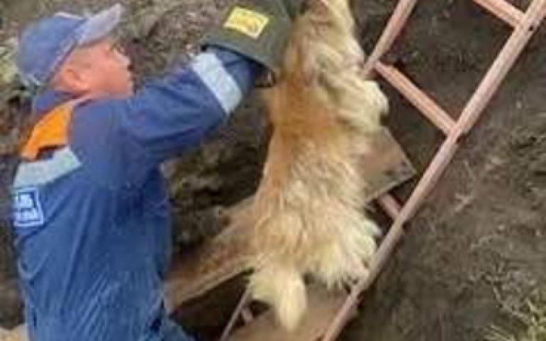 Сразу пять собак упали в яму в Шушенском. Их вызволяли спасатели.