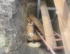 Сразу пять собак упали в яму в Шушенском. Их вызволяли спасатели.