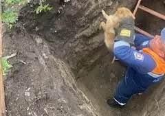 Сразу пять собак упали в яму в Шушенском. Их вызволяли спасатели.