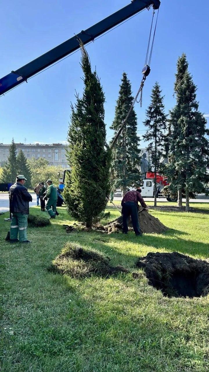В Театральном сквере Новосибирска высадили шестиметровые ели