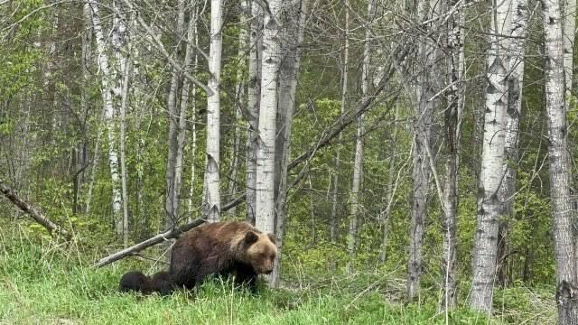 Медведи всё чаще выходят к людям: причиной стал неурожай кедрового ореха В...