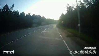 Медвежонок выскочил на дорогу в районе «Бобров» под Ангарском