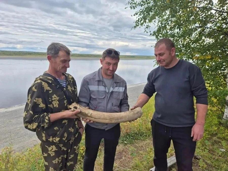 Бивень мамонта найден на севере Красноярского края Рабочие остановили...