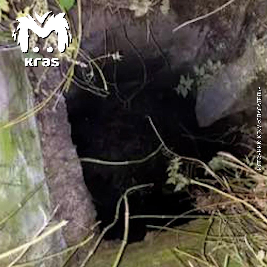Спасатели достали коня из колодца в Красноярском крае. Скакун провалился в...