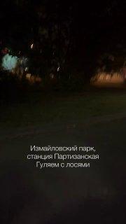 Необычных отдыхающих на прогулке заметили москвичи в Измайловском парке 🇷🇺...