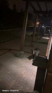 Медведь устроил прогулку по отелям и коттеджам Красной Поляны в Сочи