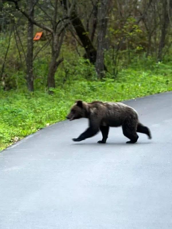 Четырёх медведей убили в Ачинском округе за ночь: больше всего косолапых...